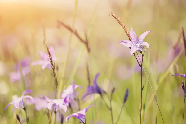 Πολύχρωμο καλοκαίρι λουλούδια στο ηλιόλουστο αγροτικό τομέα. φυσικό εκλεκτής ποιότητας φόντο — Φωτογραφία Αρχείου