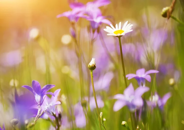 Coloridas flores de verano en el soleado campo rural. Fondo natural — Foto de Stock