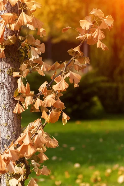 Tree branch with yellow autumn leaves — Stock Photo, Image