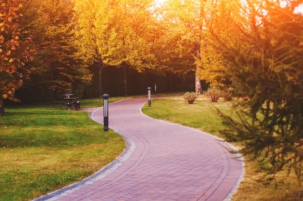 Route vide et des arbres jaunes, verts et rouges colorés dans le parc d'automne — Photo