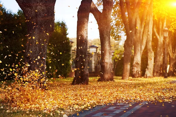 Fallin красочные осенние листья на дороге в парке. естественный фон — стоковое фото
