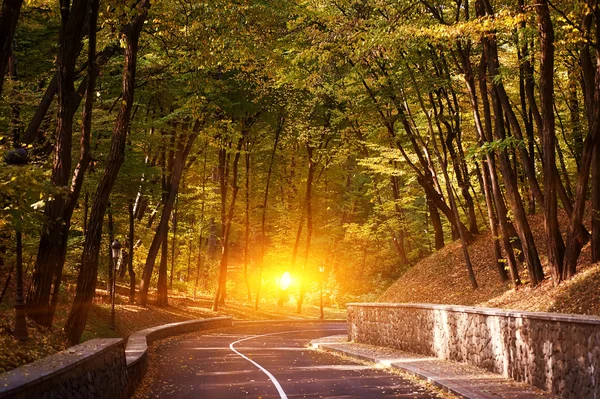 Pustej drodze i kolorowy żółty, zielony i czerwony drzew w parku jesień — Zdjęcie stockowe