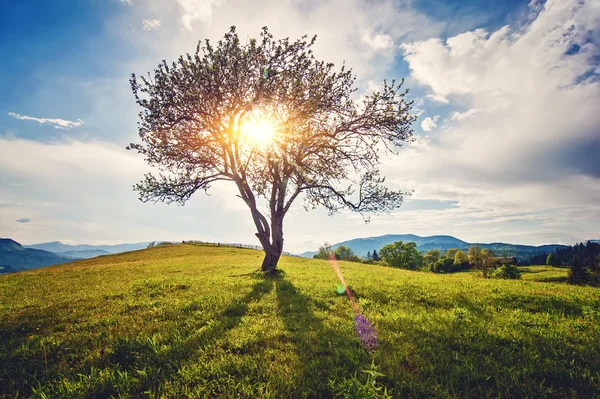 Vackra lantliga landskap med gamla planket, bergsutsikt på bakgrund — Stockfoto