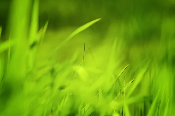 Gros plan herbe verte fraîche. fond naturel vintage printemps ou été — Photo