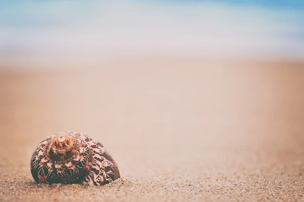 Guscio primo piano sulla spiaggia di sabbia. sfondo estivo vintage naturale — Foto Stock