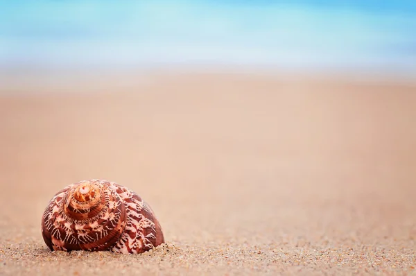 Primer plano concha en la playa de arena. fondo natural de verano wiyh pla —  Fotos de Stock