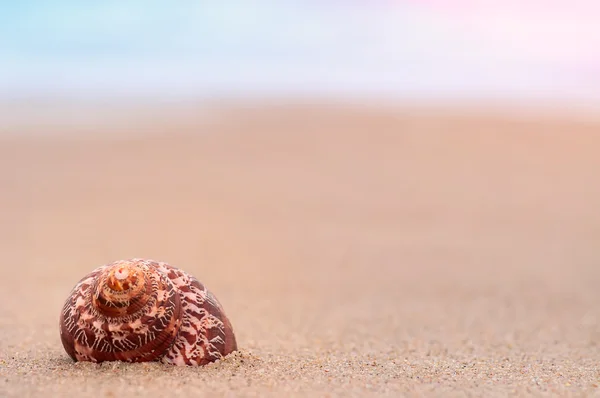 Primer plano concha en la playa de arena. Fondo natural de verano —  Fotos de Stock