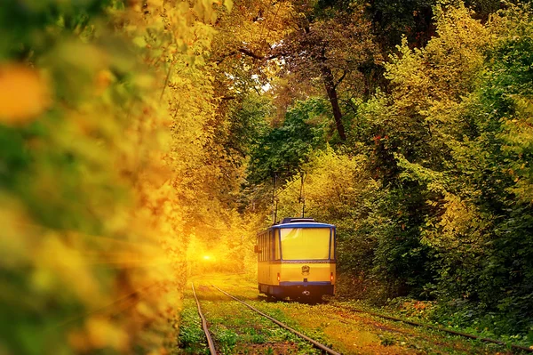 深い日当たりの良い森の中の黄色いトラム。自然秋の背景 — ストック写真