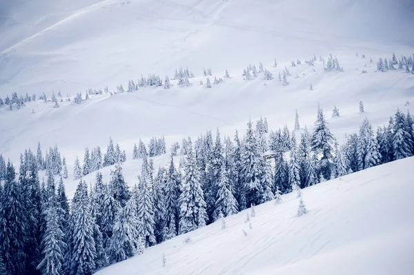 Kar ve buz kaplı ağaç dalları. doğal kış arka plan — Stok fotoğraf