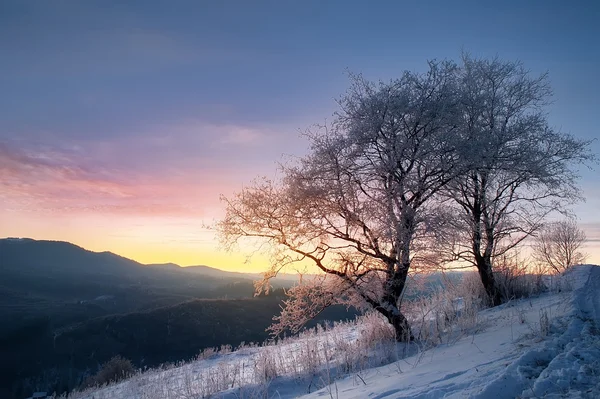 Větve stromu, sněhu a mrazu. přírodní zimní pozadí — Stock fotografie