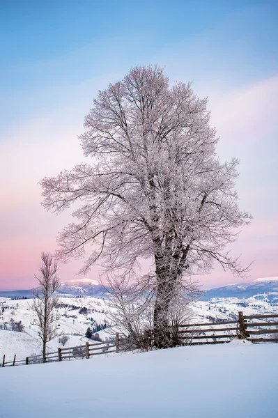 Větve stromu, sněhu a mrazu. přírodní zimní pozadí — Stock fotografie