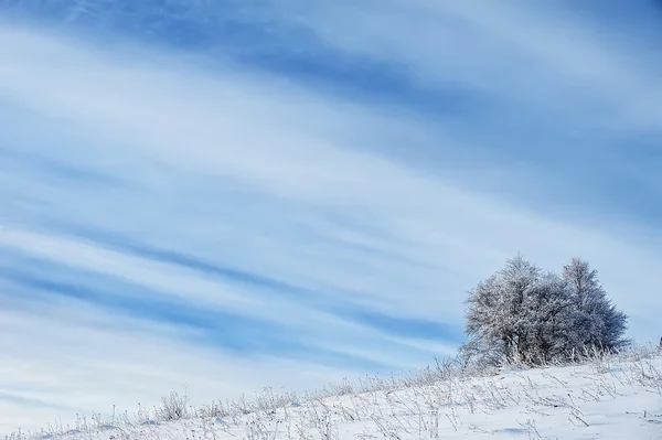 Ramas de árboles cubiertas de nieve y heladas. Fondo natural de invierno —  Fotos de Stock