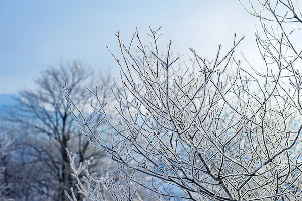 Tree branches covered by snow and frost. natural winter background — Stock Photo, Image