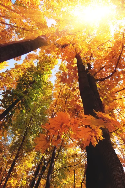 Branches d'arbres colorées dans la forêt ensoleillée, fond naturel d'automne — Photo