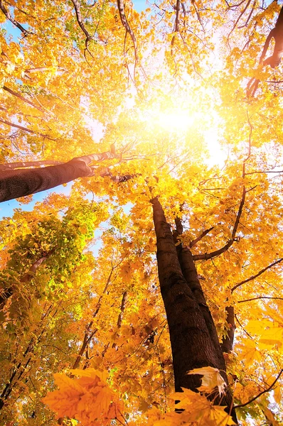 Galhos de árvores coloridas na floresta ensolarada, outono fundo natural — Fotografia de Stock