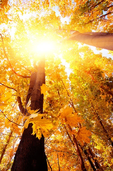 Красочные ветви деревьев в солнечном лесу, осенний природный фон — стоковое фото