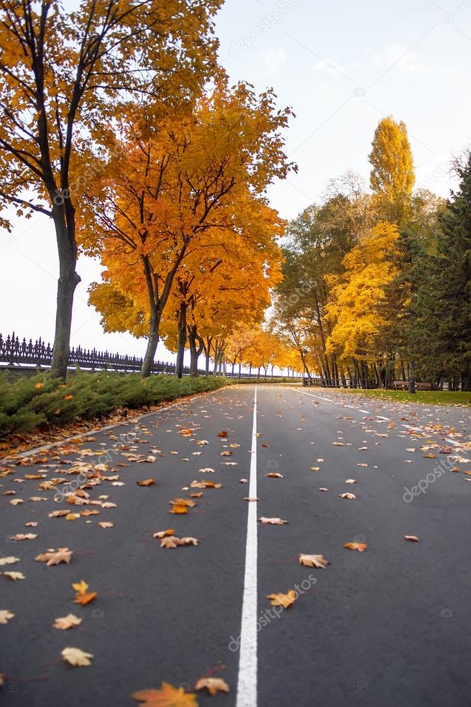 empty road and colorful yellow, green and red trees in autumn park