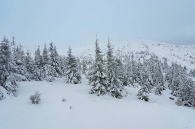 Karla kaplı köknar ağaçları ve dağlar. Güzel kış manzarası