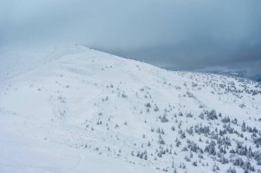 Karla kaplı köknar ağaçları ve dağlar. Güzel kış manzarası