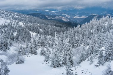 Karla kaplı köknar ağaçları ve dağlar. Güzel kış manzarası
