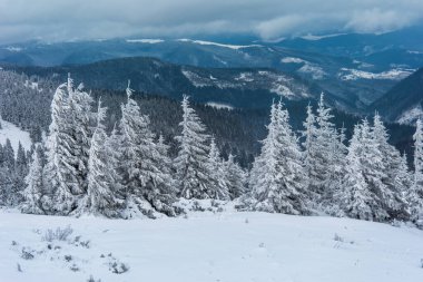 Karla kaplı köknar ağaçları ve dağlar. Güzel kış manzarası