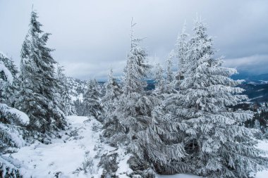 Karla kaplı köknar ağaçları ve dağlar. Güzel kış manzarası