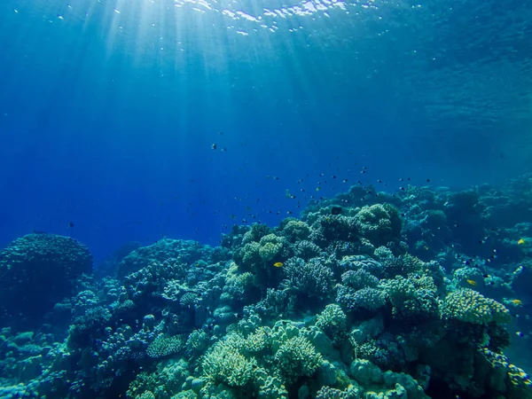 在红海底部的五彩斑斓的珊瑚和奇异的鱼 美丽的自然夏季背景 — 图库照片
