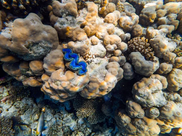 Színes Korallok Egzotikus Halak Vörös Tenger Fenekén Gyönyörű Természetes Nyár — Stock Fotó