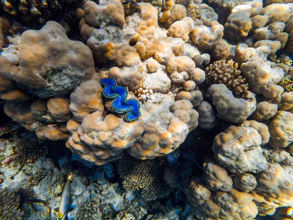 紅海の底のカラフルなサンゴとエキゾチックな魚です 美しい自然夏の背景 — ストック写真