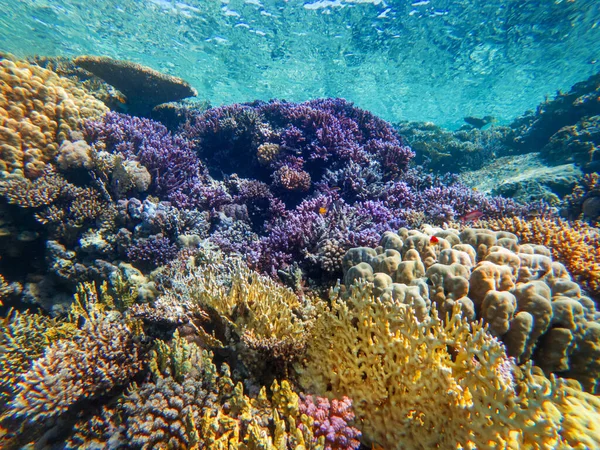 Bunte Korallen Und Exotische Fische Grund Des Roten Meeres Schöne Stockbild