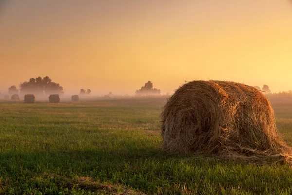日の出の青空の下緑の畑に干し草の山 霧の朝だ の風景 — ストック写真