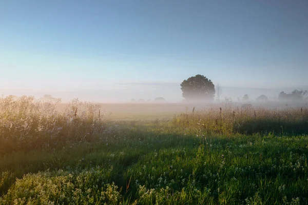 Träd Siluett Och Dimma Vid Soluppgången Fantastiskt Vår Sommar Landskap — Stockfoto