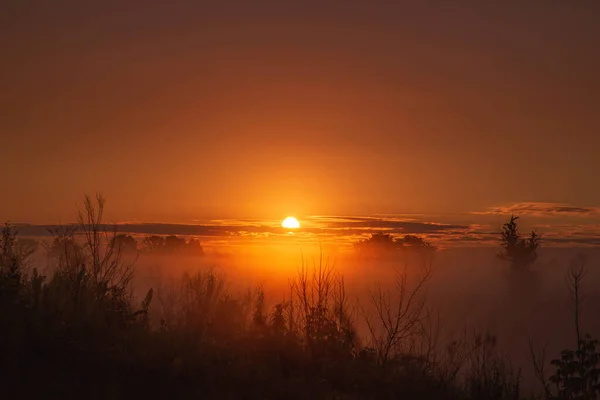 Baumsilhouette Und Nebel Bei Sonnenaufgang Erstaunliche Frühlings Sommer Landschaft — Stockfoto