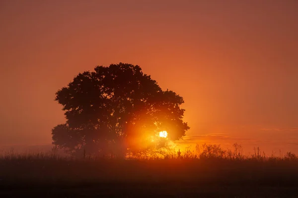 Baumsilhouette Und Nebel Bei Sonnenaufgang Erstaunliche Frühlings Sommer Landschaft — Stockfoto