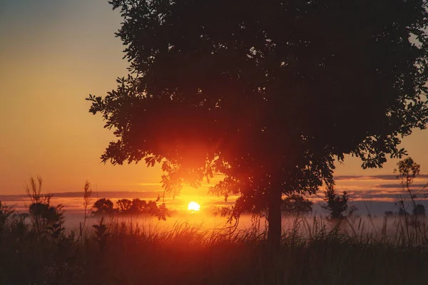 Träd Siluett Och Dimma Vid Soluppgången Fantastiskt Vår Sommar Landskap — Stockfoto