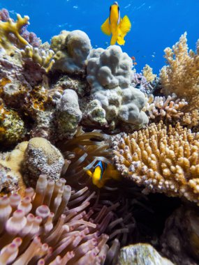 Kızıl denizin dibinde renkli mercanlar ve egzotik balıklar (Nemo balığı). Güzel doğal yaz geçmişi