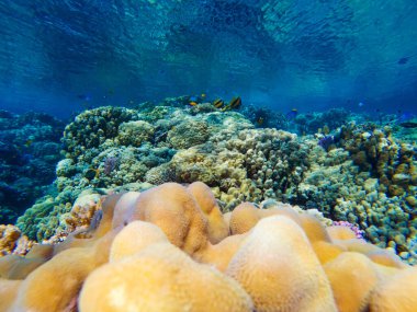 Kızıl denizin dibindeki renkli mercanlar ve egzotik balıklar. Güzel doğal yaz geçmişi