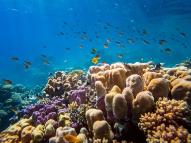 Kızıl denizin dibindeki renkli mercanlar ve egzotik balıklar. Güzel doğal yaz geçmişi