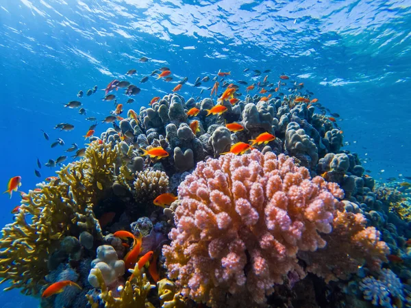 Colorful Corals Exotic Fishes Bottom Red Sea Beautiful Natural Summer — Stock Photo, Image