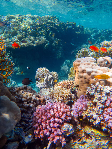 красочные кораллы и экзотические рыбы на дне Красного моря. красивый природный летний фон