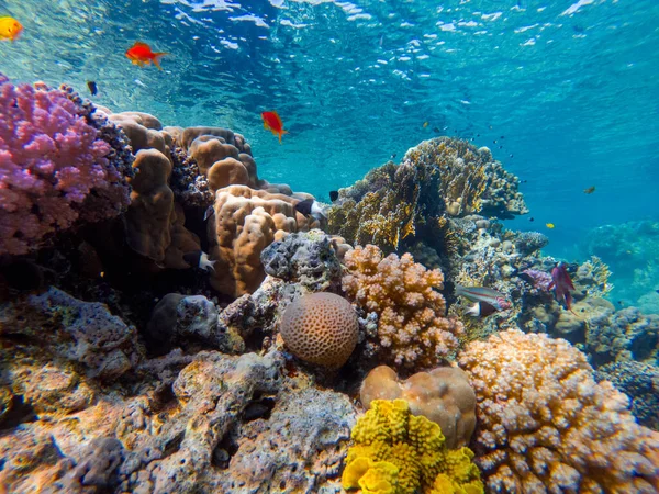Färgglada Koraller Och Exotiska Fiskar Botten Det Röda Havet Vacker — Stockfoto