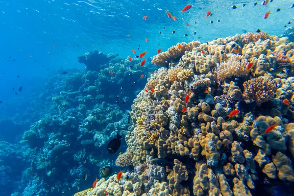 Coralli Colorati Pesci Esotici Fondo Mare Rosso Bellissimo Sfondo Estivo — Foto Stock