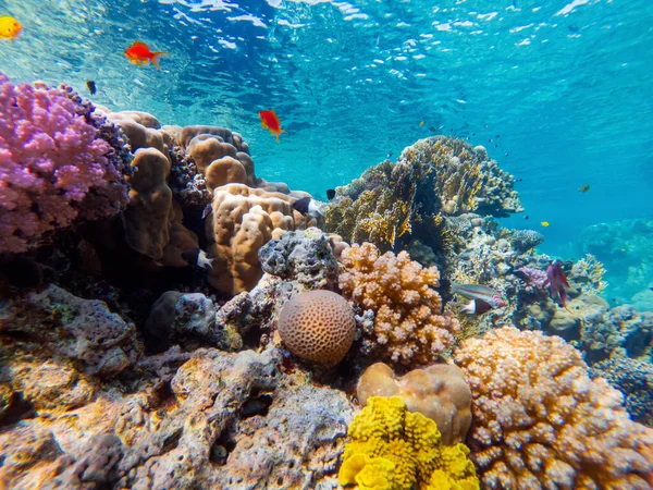 紅海の底のカラフルなサンゴとエキゾチックな魚です 美しい自然夏の背景 ストック画像