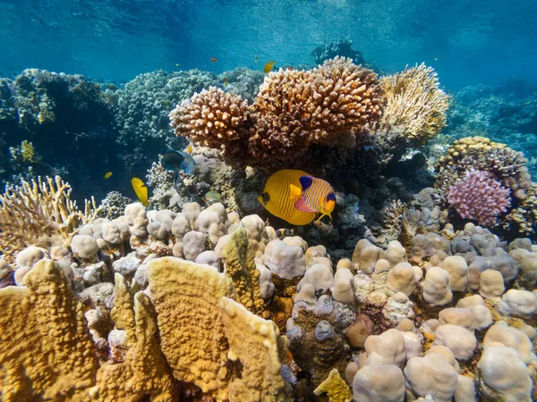 Colorful Corals Exotic Fishes Bottom Red Sea Beautiful Natural Summer — Stock Photo, Image