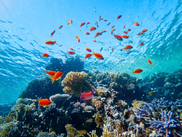 Colorful Corals Exotic Fishes Bottom Red Sea Beautiful Natural Summer — Stock Photo, Image