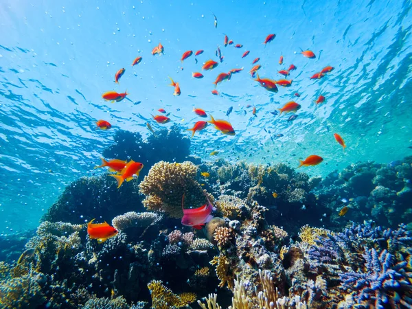 紅海の底のカラフルなサンゴとエキゾチックな魚です 美しい自然夏の背景 ロイヤリティフリーのストック画像