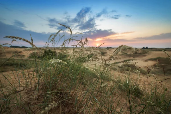 Desert Landscape Sunrise Summer Background — Stock Photo, Image
