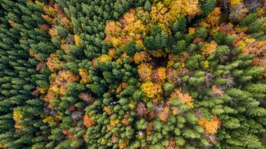 Dağlardaki renkli sonbahar ağaçlarının (orman) muhteşem hava manzarası. İHA atışı.