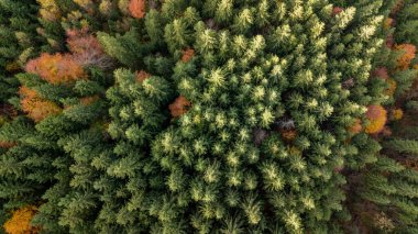 Dağlardaki renkli sonbahar ağaçlarının (orman) muhteşem hava manzarası. İHA atışı.