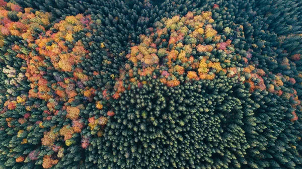 山中五彩缤纷的秋天树木 的惊人的空中景观 无人驾驶飞机射击 — 图库照片